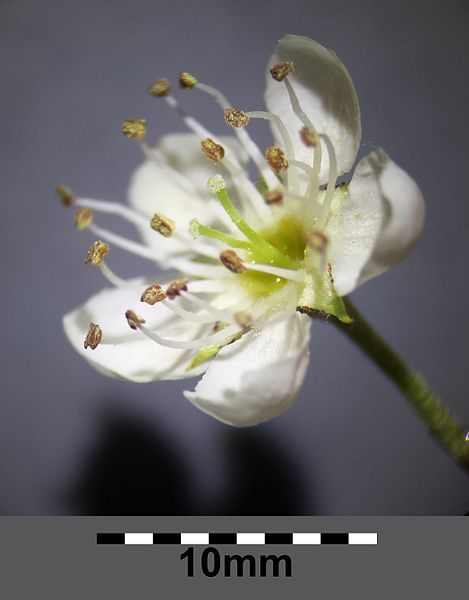 Elsbeereblüte Stefan lefnaer