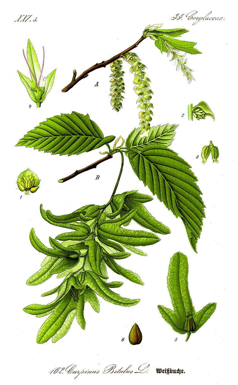 HAinbuche A Zweig