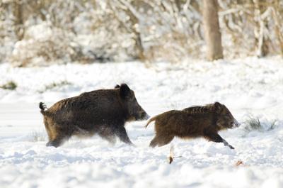 Jagd
