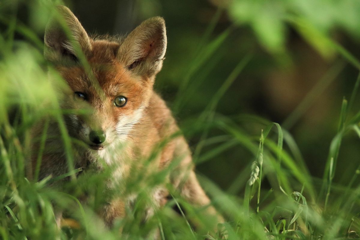 Babyfuchs
